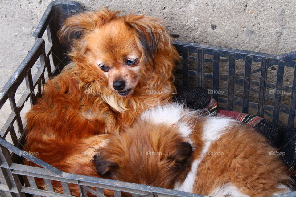 Beautiful small dogs mother and son in a plastic box