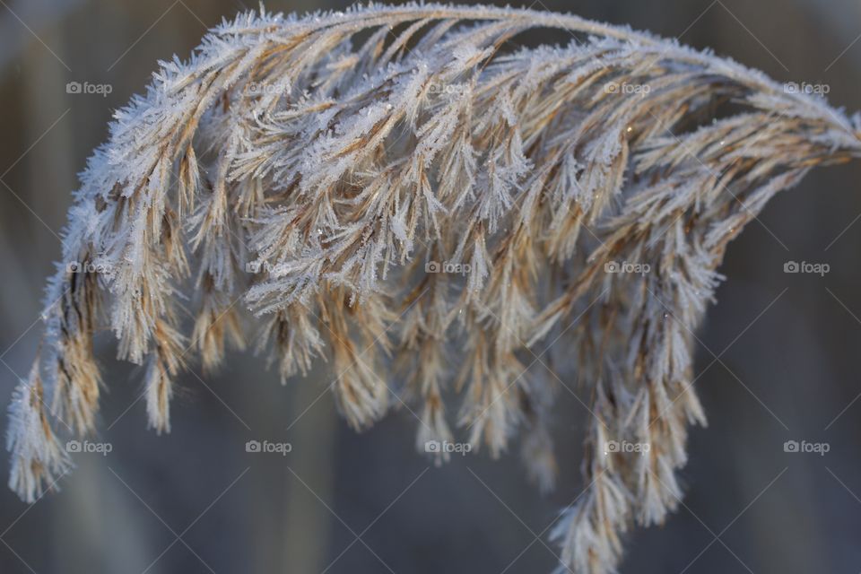 Close-up of frozen reed