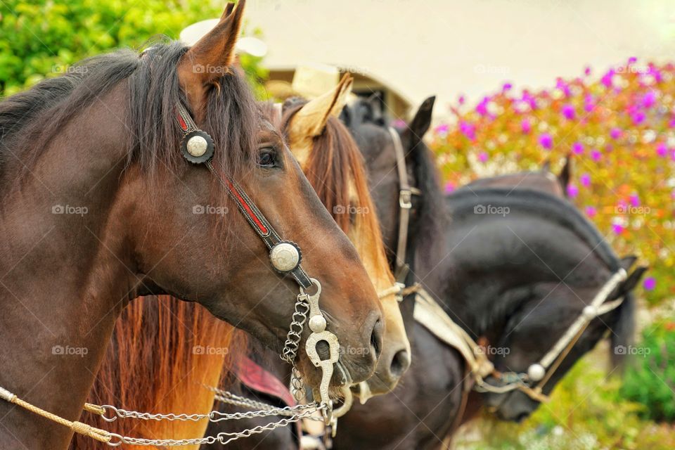 Horses Standing Side By Side For A Cowboy Parade