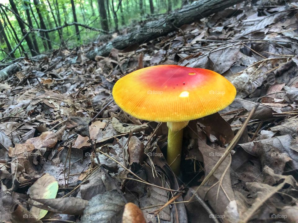 mushroom friend 