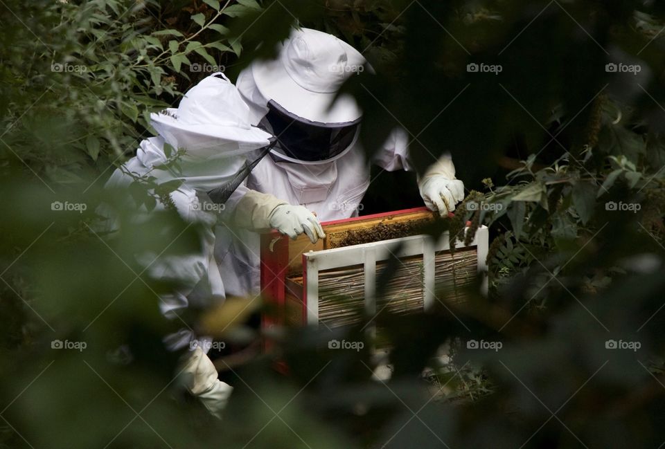 The beekeepers of the artis Zoo in Amsterdam