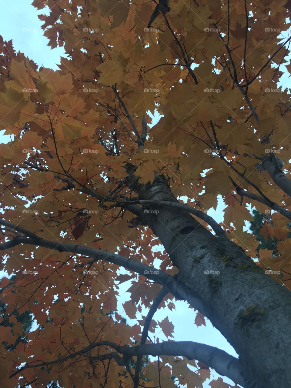 Tree in the Fall. A random tree in the park during an evening walk. 