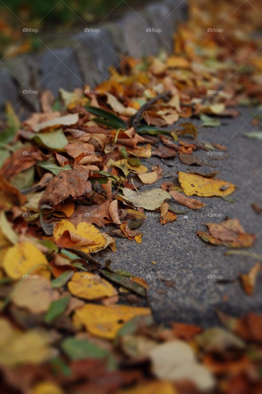 street yellow colors leaves by Petalskull