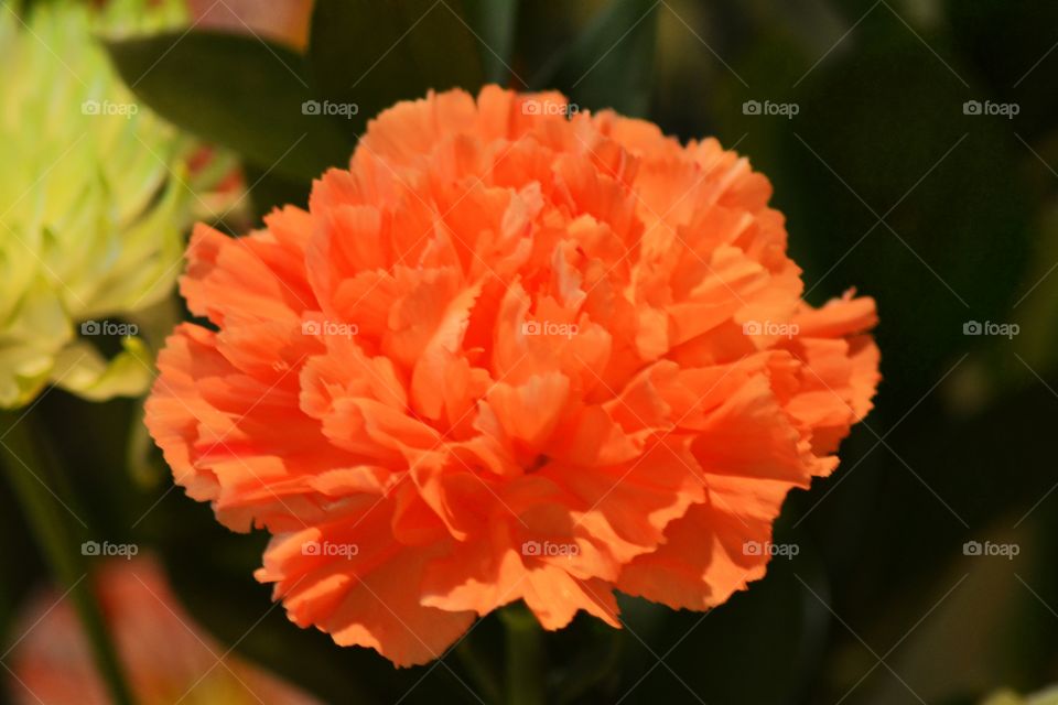 Orange Carnations 