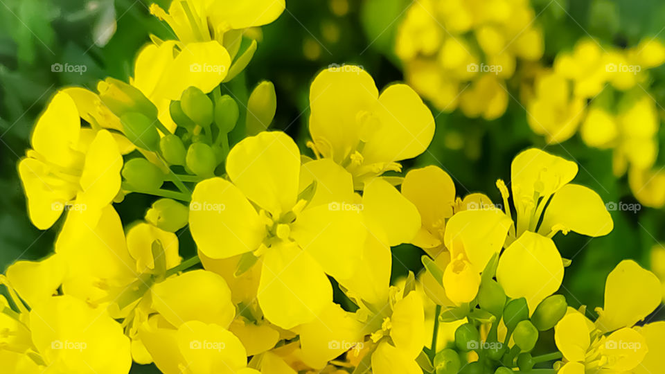 An Image of Mustard Flower