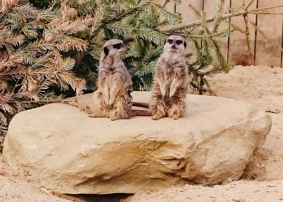 Two meerkats at the now closed Tropical Wings Zoo nr South Woodham Ferrers, Essex. Amusing, human like facial expressions as one looks at the other, who is looking ahead blankly.