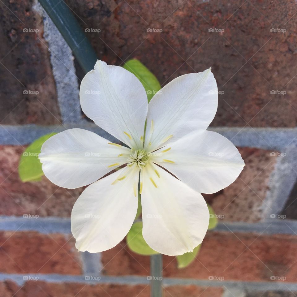 Clematis flower blossom