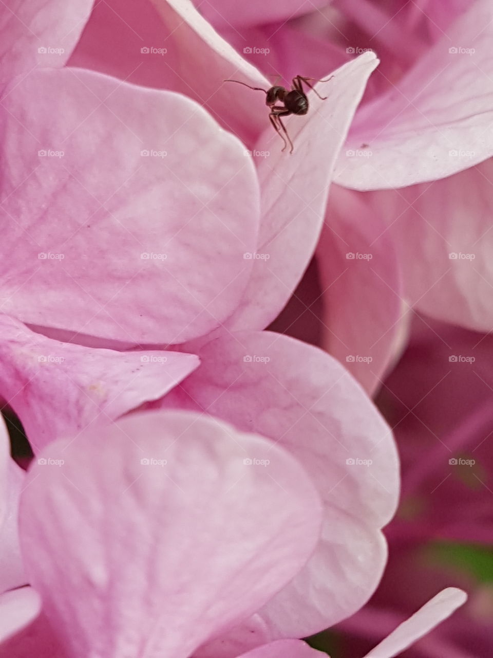 ant anthill pink rose flower great romance