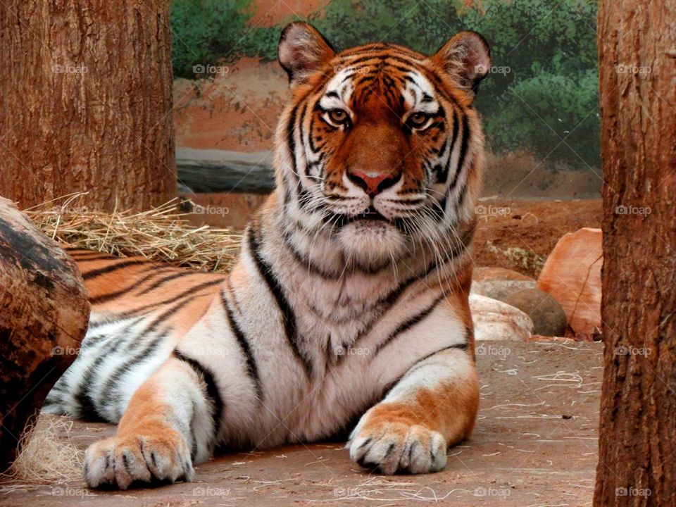 Staring Tiger
