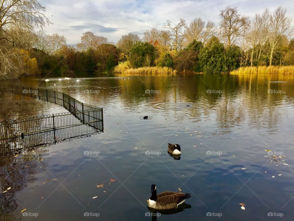 Ducks swim on a pond on a calm fall day in London. The background shows a variety of colorful fall foliage. 