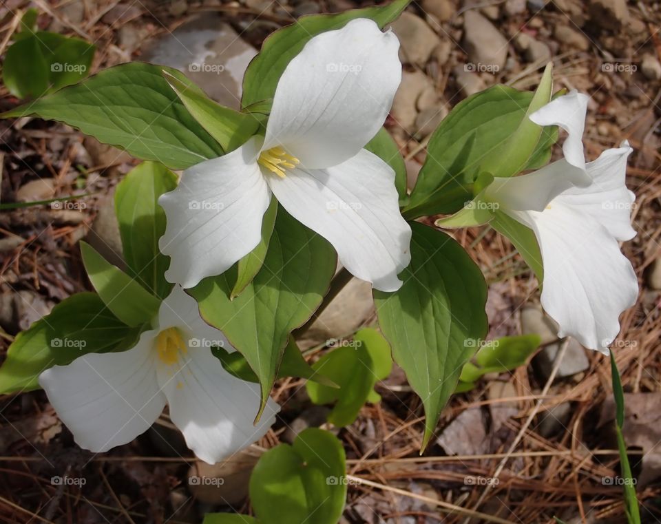 Three pretty white trillium flowers growing in the forest in natural light