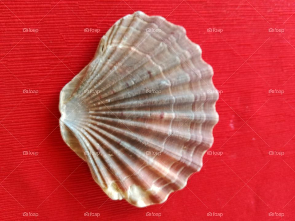 Shell