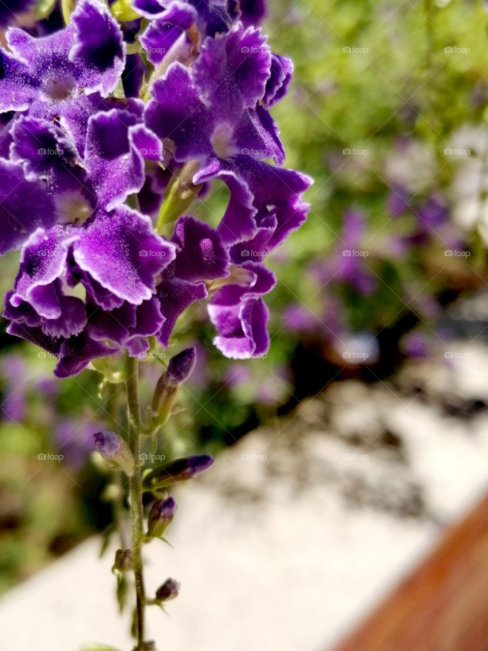 Beautiful purple flowers in the garden .