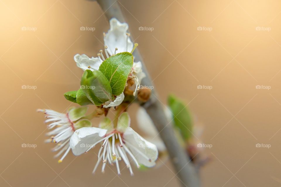 First sign of spring. Macro photo of green leaves and white blossom on a branch