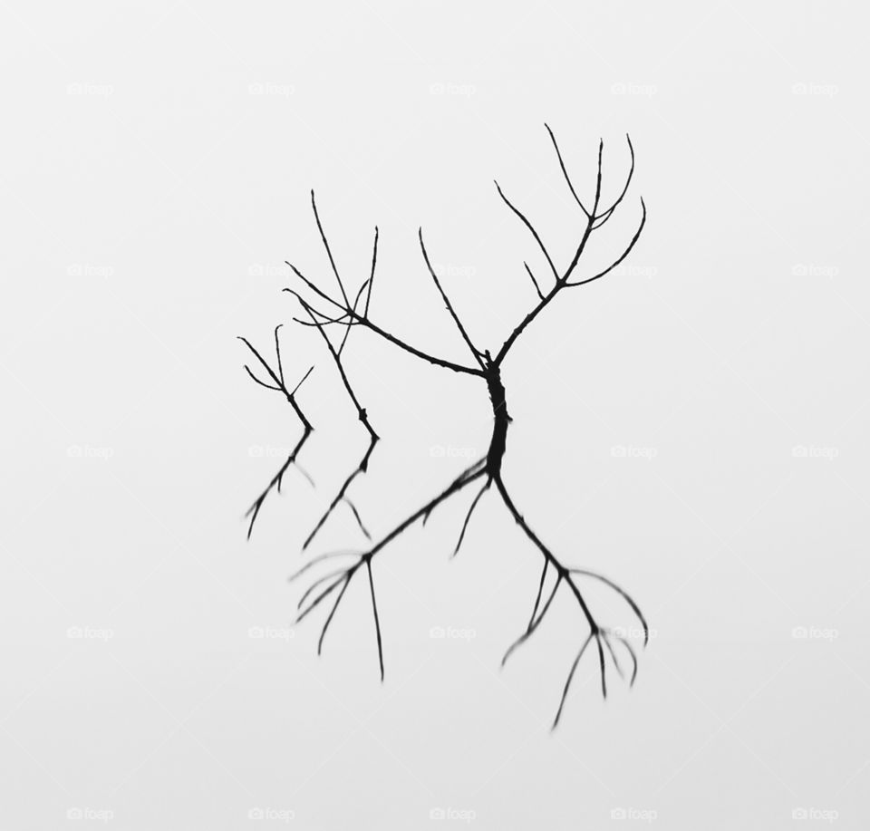 Submerge Branches of mangrove tree minimalist