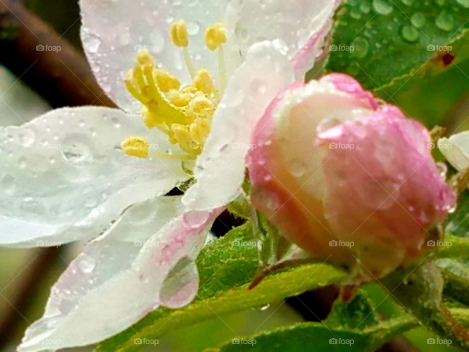 Flowers in our yard with the morning dew