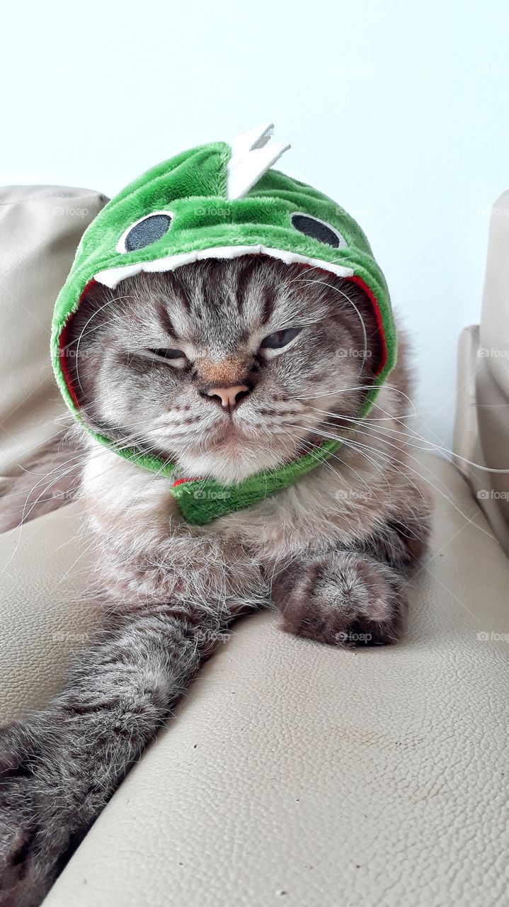 Fun at home with this cute creature