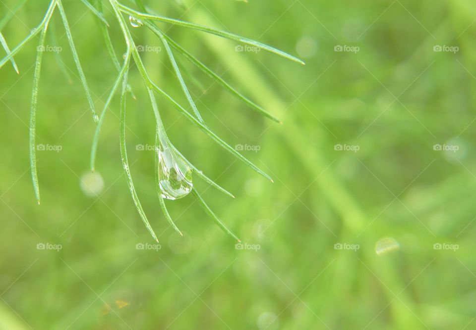 Rain drop on green fennel leaf