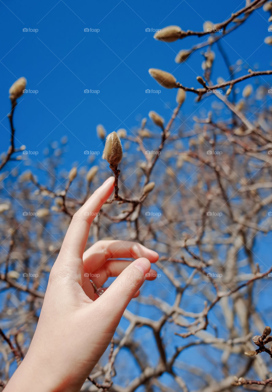 Woman’s hand touching Magnolia flower buds, with blue sky as background. Magnolia tree in early spring with young buds. Signs of spring time, feeling nature.