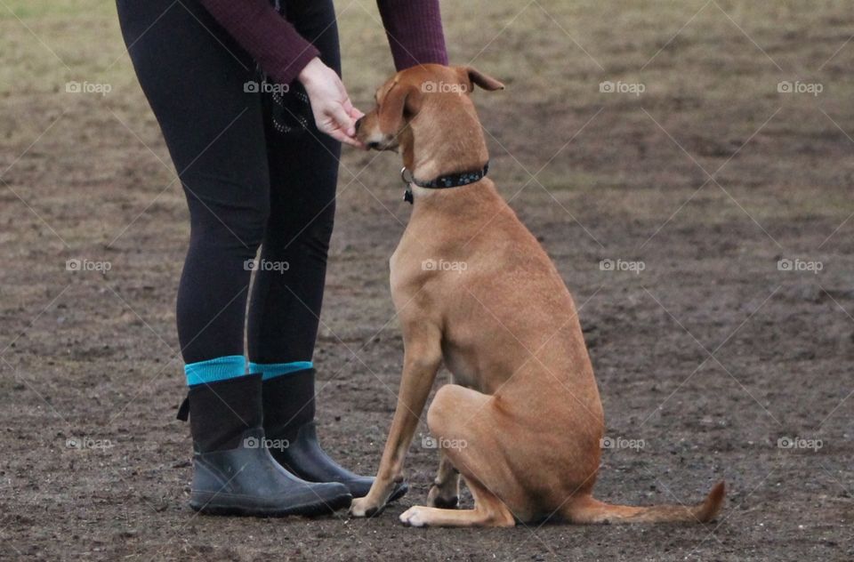 Fun at the dog park on a drizzly winter day. Pretty muddy, some grass, but the pups are always more interested in the mud. Mostly big dogs today which was a little intimidating as my Boston Terriers were a little snarky but they all had fun!!!🐶