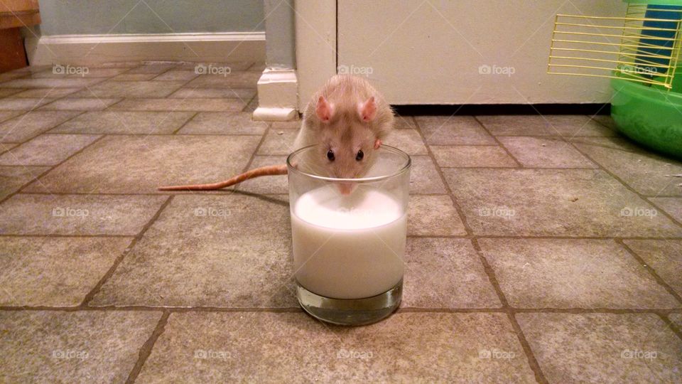 Pudgy rat drinks milk.