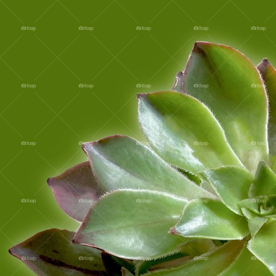 Aeonium, succulents, plants, backgrounds, copy space,