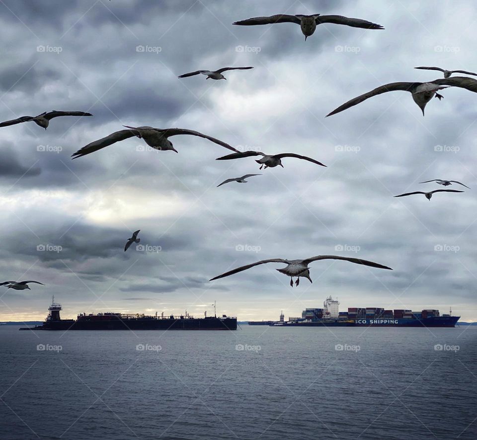 Seagulls flying above cargo ships in New York harbor