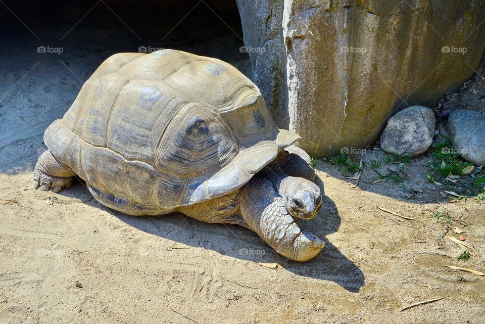 High angle view of giant turtle