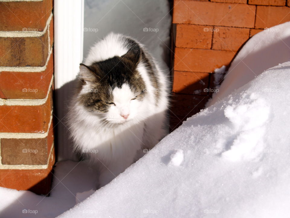 Cat, Mammal, Animal, Portrait, Winter