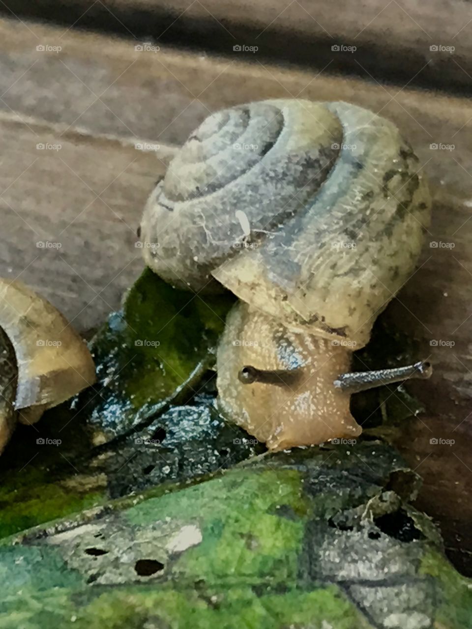 Snail eating lunch 
