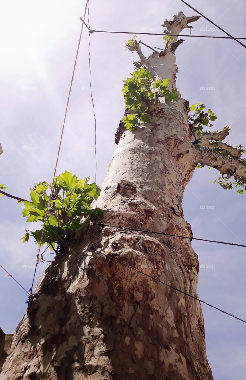 old tree of Fez city