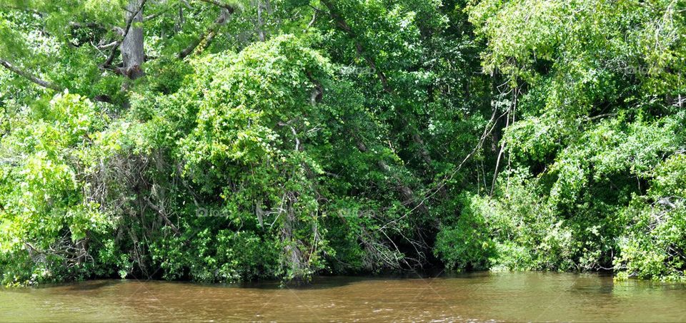 Waccamaw River