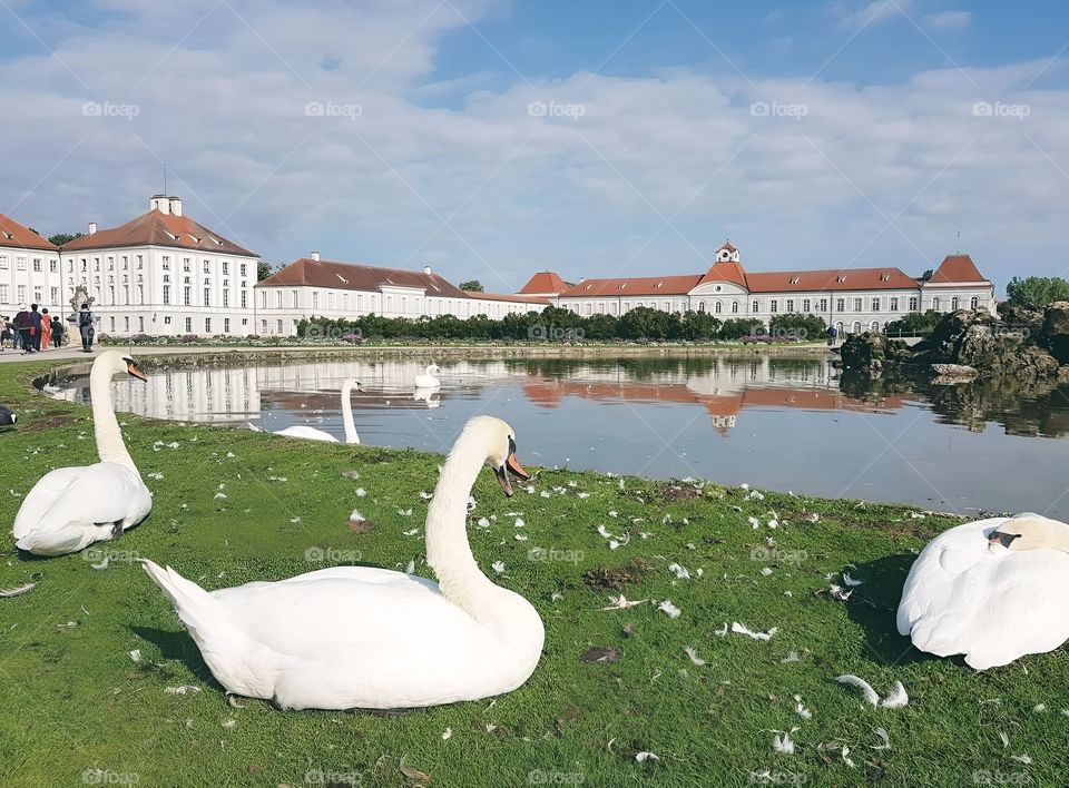 white swan next to lake