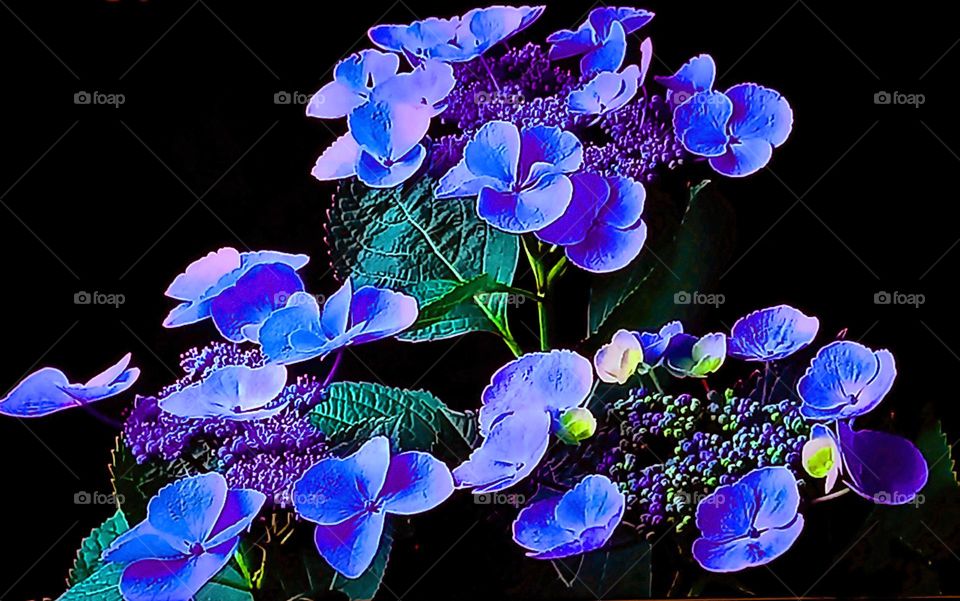 flowers Streptocarpus