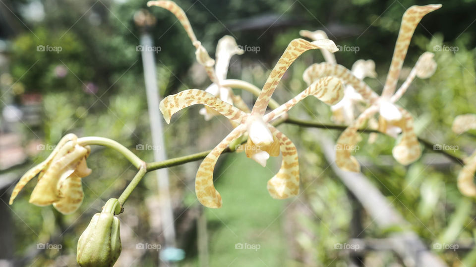 Rare wild white tiger orchids blooms