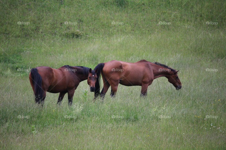 Horses in open pasture