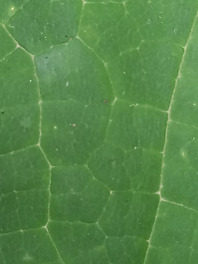 green texture
