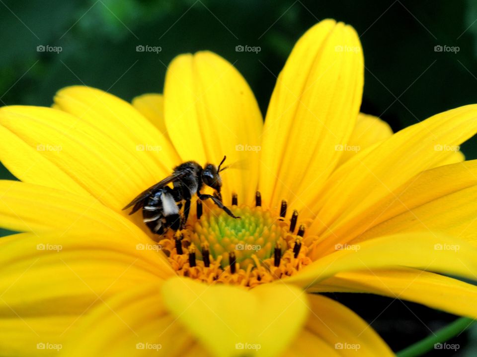 insect on yellow flower