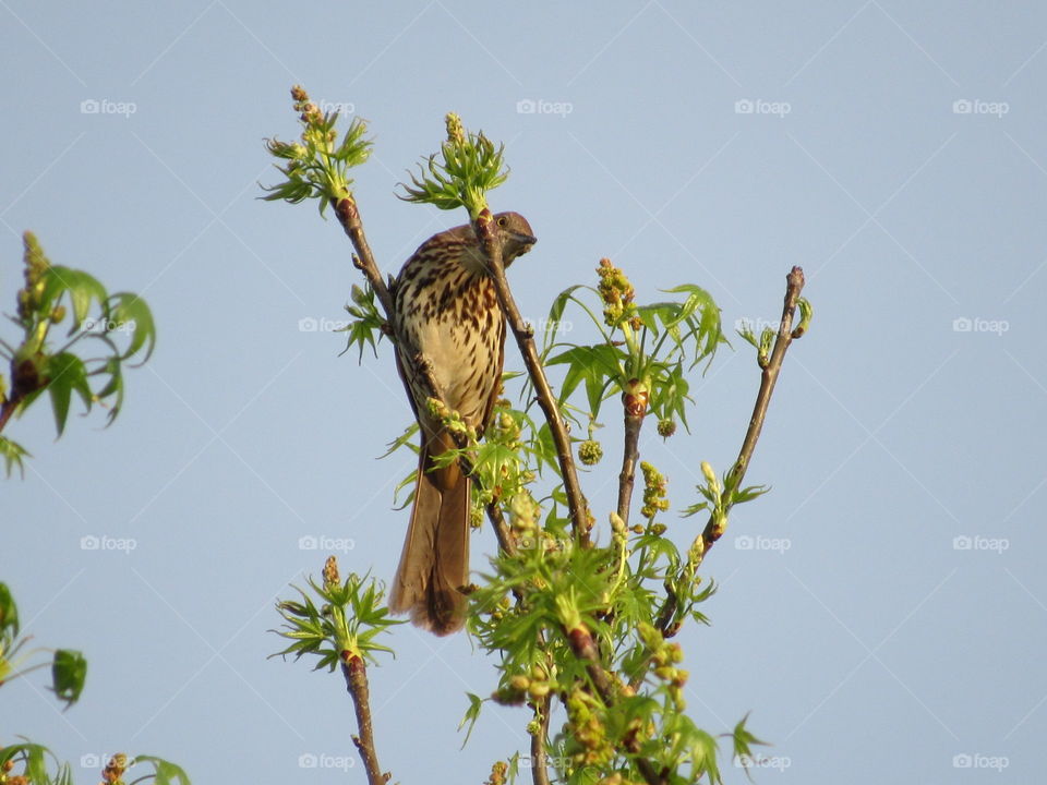 Bird, Nature, No Person, Wildlife, Outdoors
