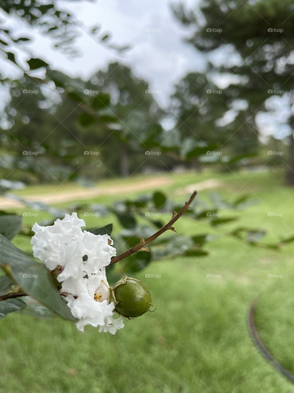 A beautiful rain sprinkled flower. 