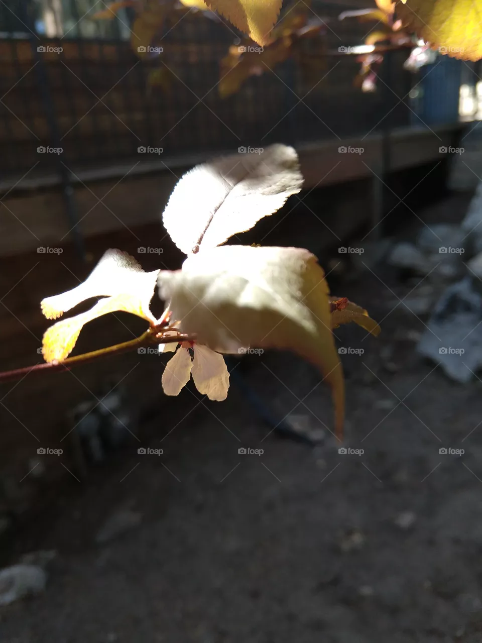 New growth