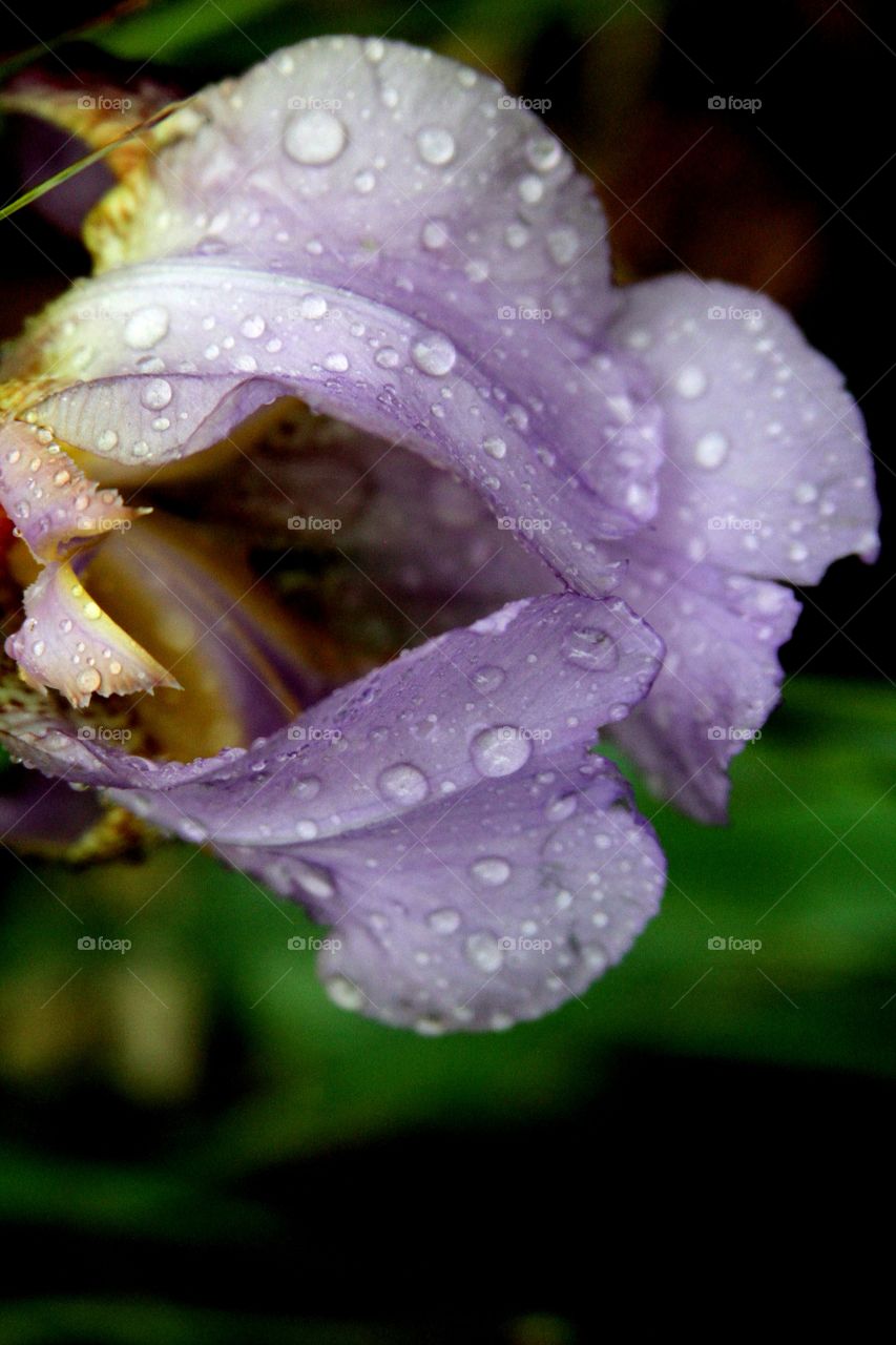 iris in the rain.