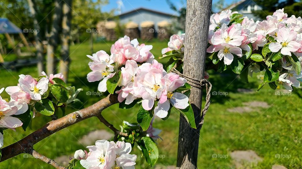 Blüte Äpfel Frühling  spring Frühjahr  hell schön zart