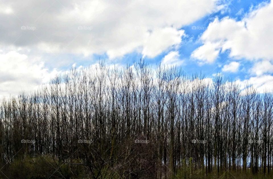 Many trees no leaves in the countryside after winter, neat and many things are beautiful, sky colors also is sunny, that is a line-beauty landscape.