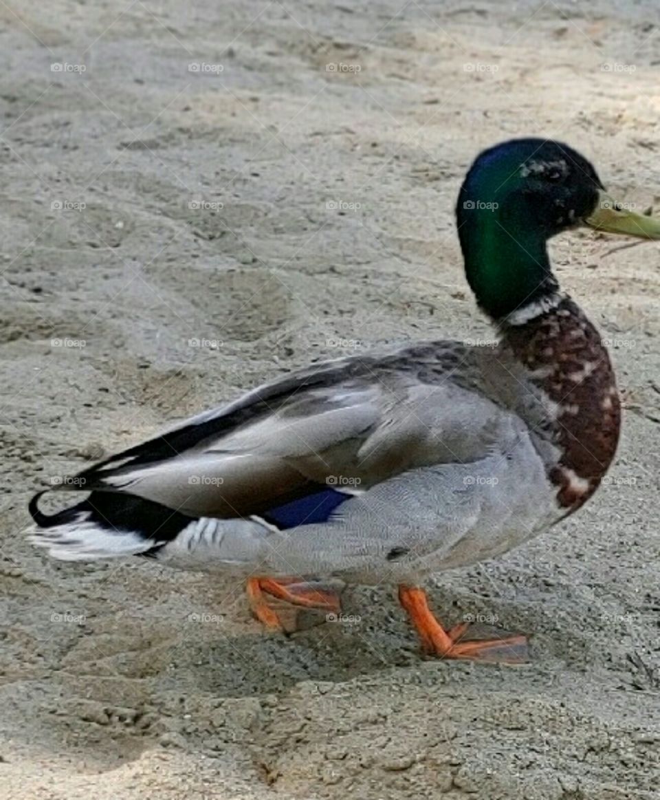 A Mallard Duck!