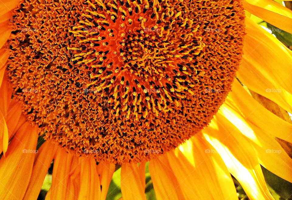 sunflower kings united states by lguarini