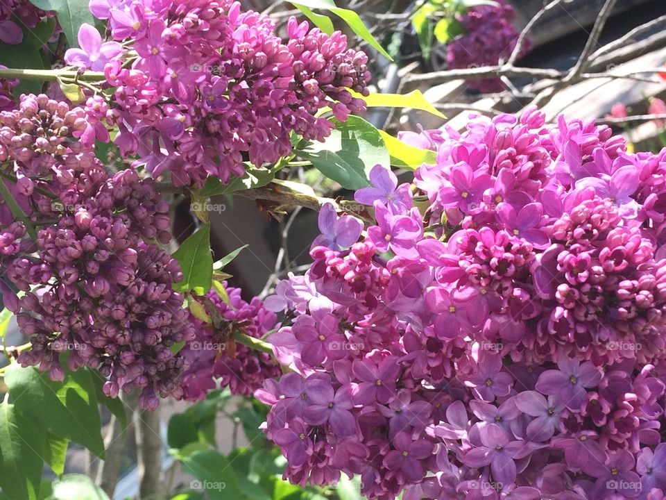 Purple lilac flowers 