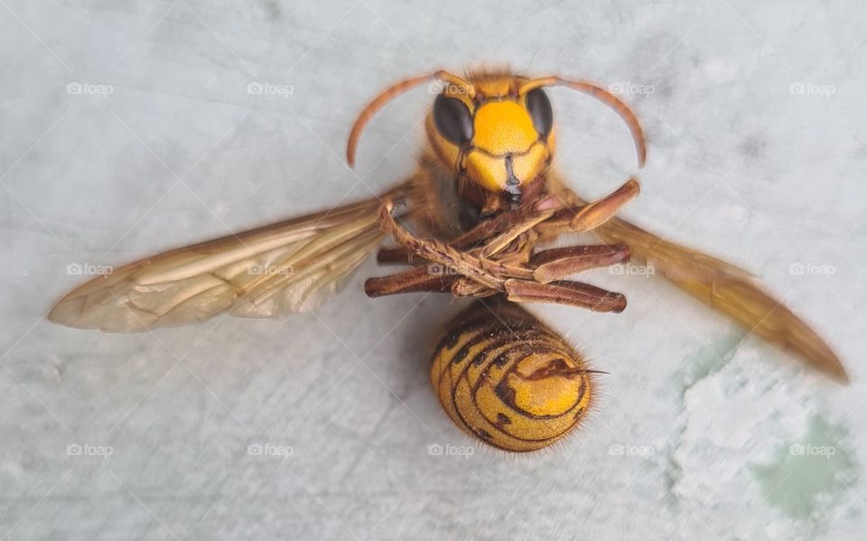 dead hornet