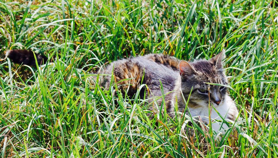 Summer Pets - grey tabby enjoying the summer sun in a lush pasture