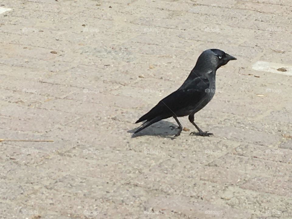 Jackdaw walks straight towards its target